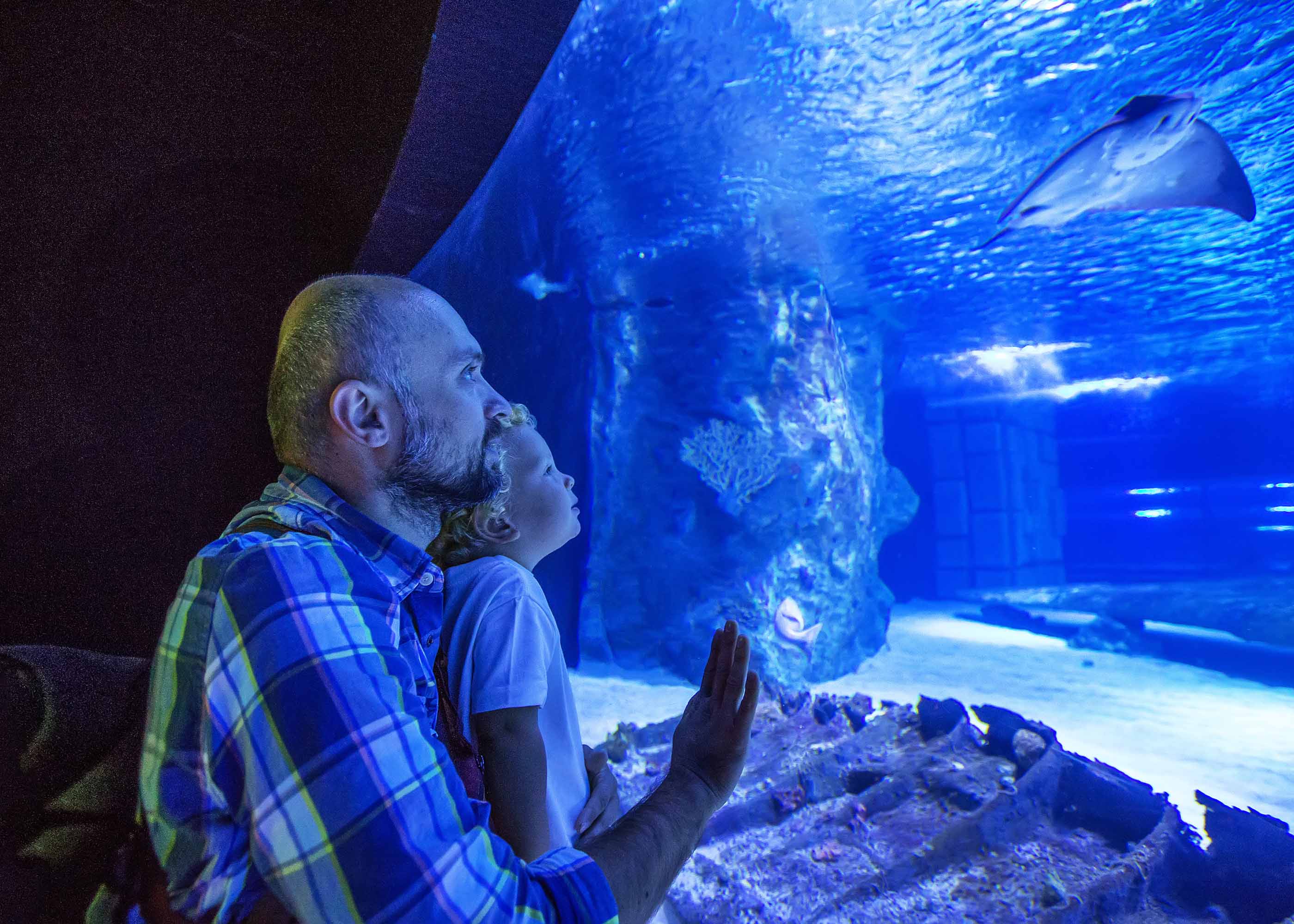 Visitors observing marine life at Georgia Aquarium, Atlanta, including a large whale shark swimming in a vast tank.