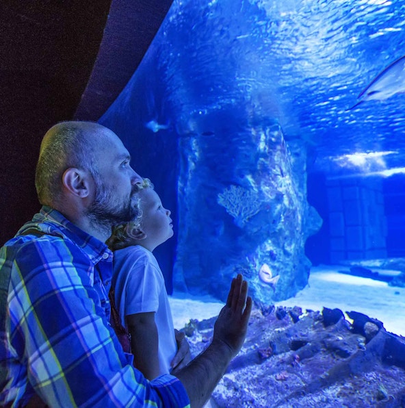 Georgia Aquarium animals: A marine wonderland