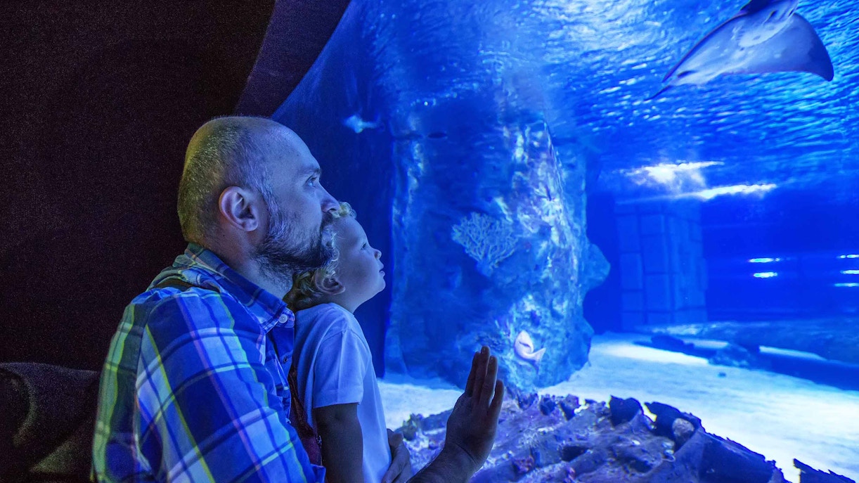 Georgia Aquarium