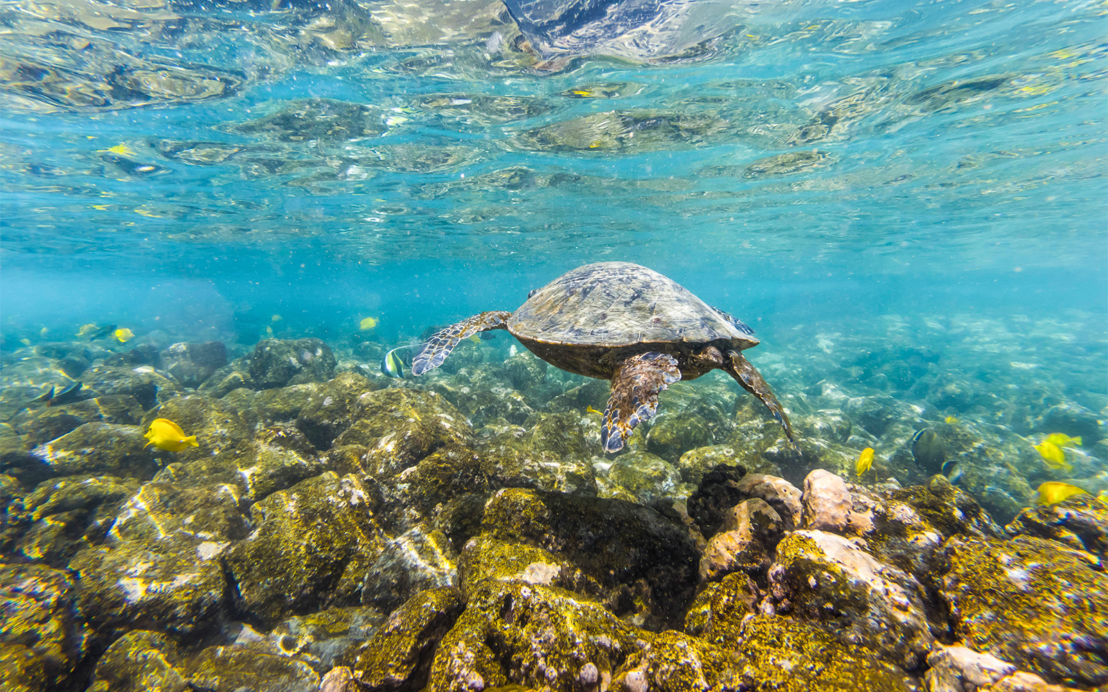 Turtle swimming over coral reef during Molokini & Turtle Arches Snorkel tour, Maui, Hawaii.