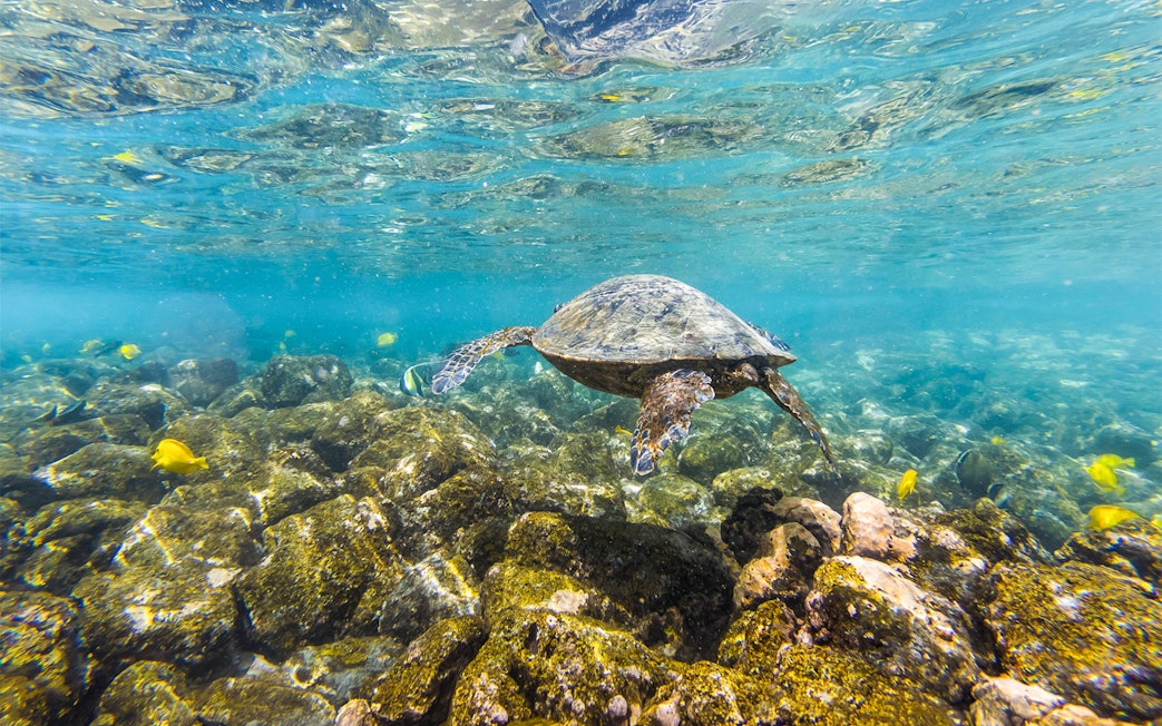 Turtle swimming over coral reef during Molokini & Turtle Arches Snorkel tour, Maui, Hawaii.