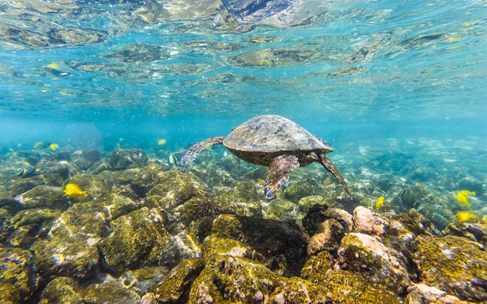 Turtle swimming over coral reef during Molokini & Turtle Arches Snorkel tour, Maui, Hawaii.