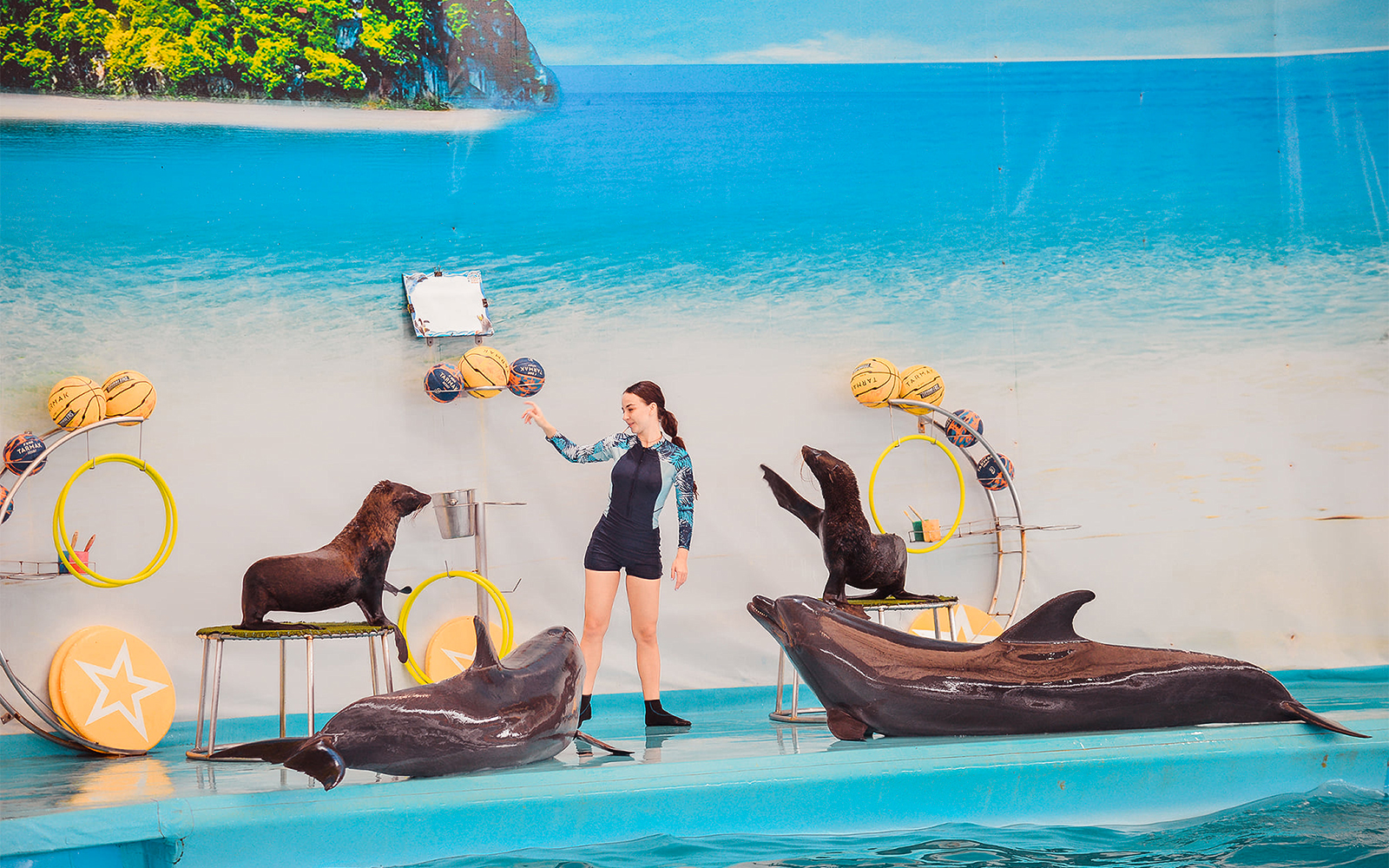 Trainer interacting with dolphins and sea lions at Phuket Dolphin Show.