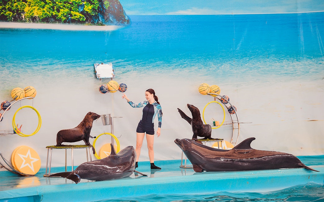 Trainer interacting with dolphins and sea lions at Phuket Dolphin Show.