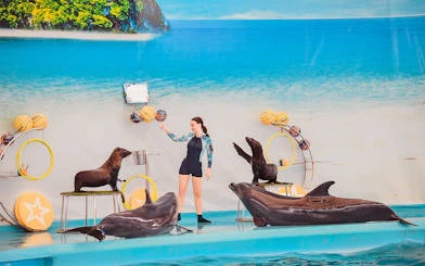 Trainer interacting with dolphins and sea lions at Phuket Dolphin Show.