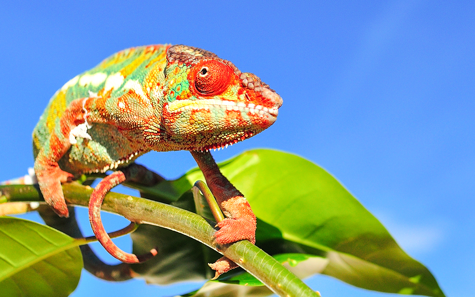 Panther chameleon on a branch at Bioparc Valencia.
