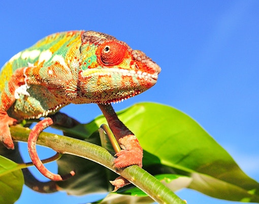 Panther chameleon on a branch at Bioparc Valencia.