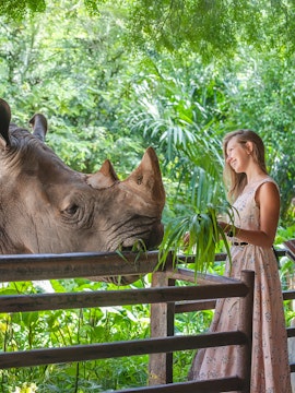 Visitor feeding a rhinoceros at Khao Kheow Open Zoo, Thailand.