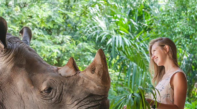 Visitor feeding a rhinoceros at Khao Kheow Open Zoo, Thailand.