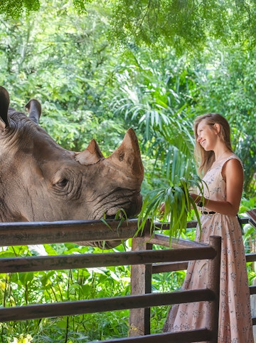 Visitor feeding a rhinoceros at Khao Kheow Open Zoo, Thailand.