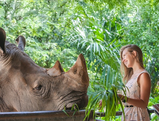 Visitor feeding a rhinoceros at Khao Kheow Open Zoo, Thailand.