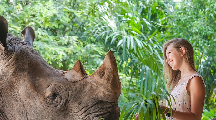 Visitor feeding a rhinoceros at Khao Kheow Open Zoo, Thailand.