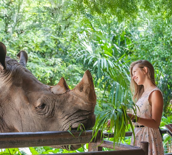 Visitor feeding a rhinoceros at Khao Kheow Open Zoo, Thailand.