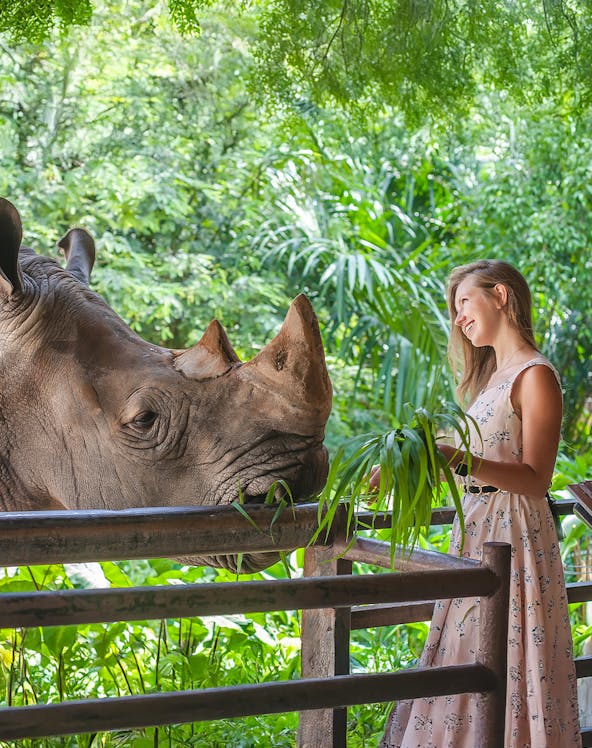 Visitor feeding a rhinoceros at Khao Kheow Open Zoo, Thailand.