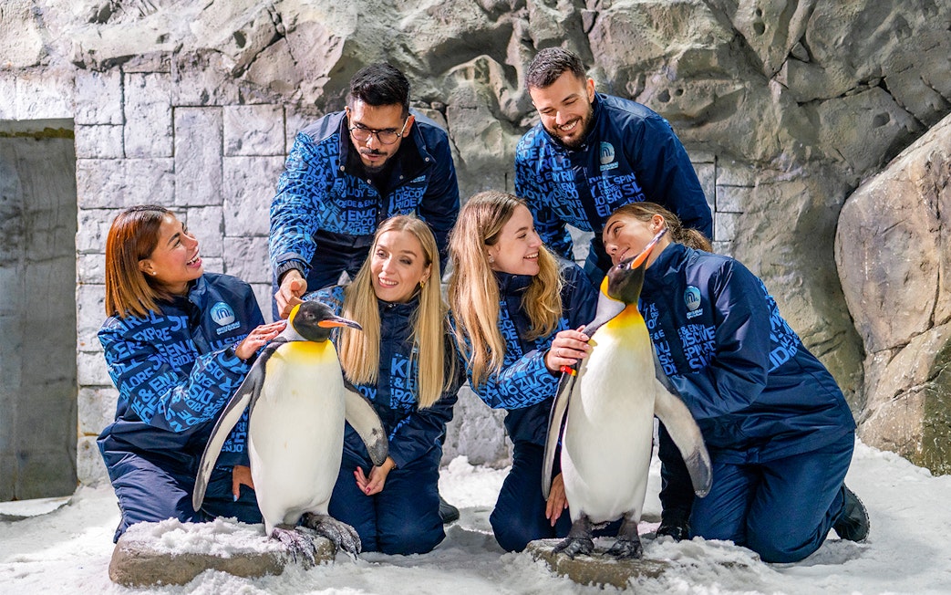 Guests interacting with penguins at Ski Dubai's Penguin Encounter.