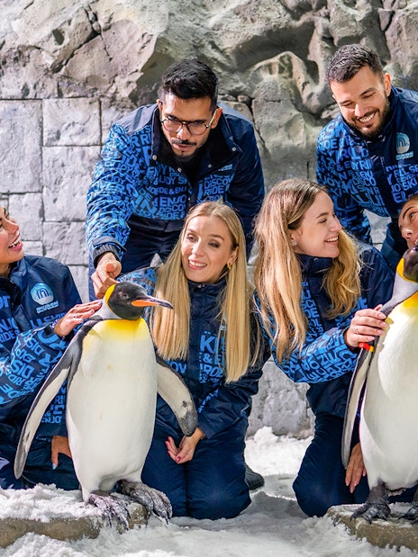 Guests interacting with penguins at Ski Dubai's Penguin Encounter.