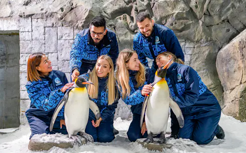 Guests interacting with penguins at Ski Dubai's Penguin Encounter.