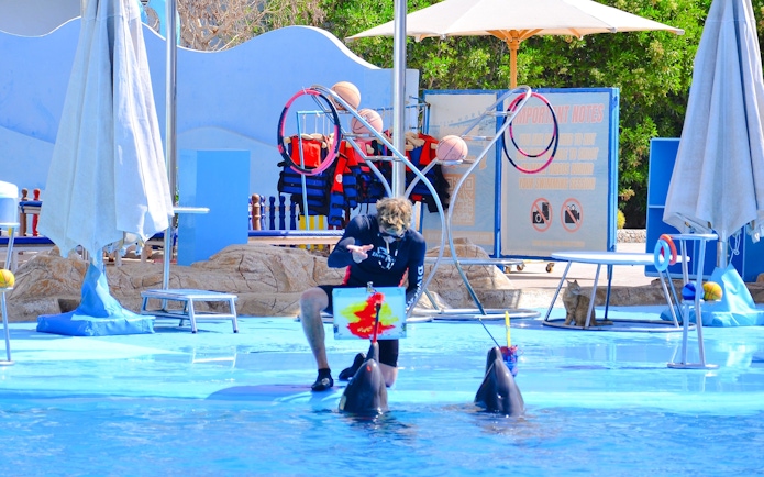 Dolphins painting under instructor's guidance at Hurghada Dolphin Show, Egypt.