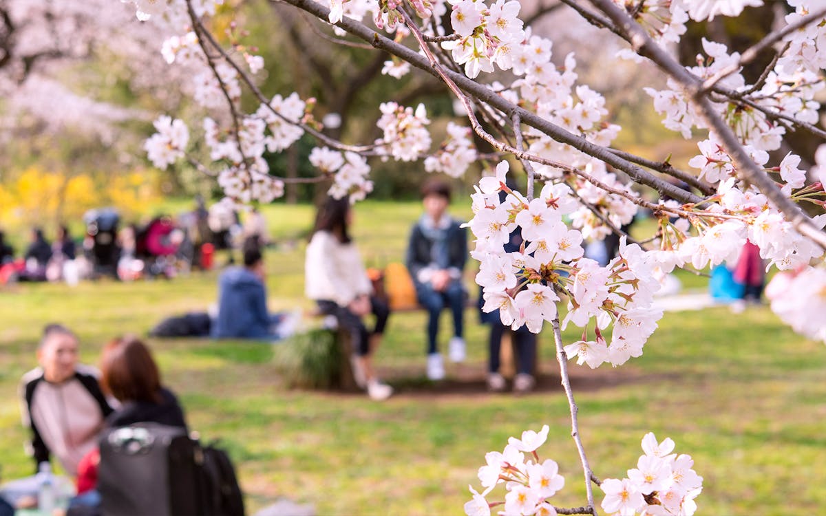 2-hour cherry blossom family picnic in kyoto-5 2-hour cherry blossom family picnic in kyoto-5
