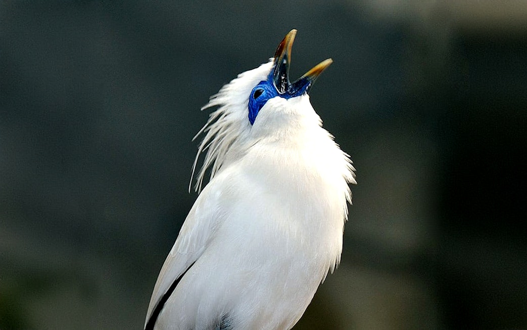 Bali Starling bird singing inside Rainforest house at Cologne Zoo.