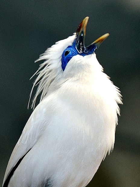 Bali Starling bird singing inside Rainforest house at Cologne Zoo.