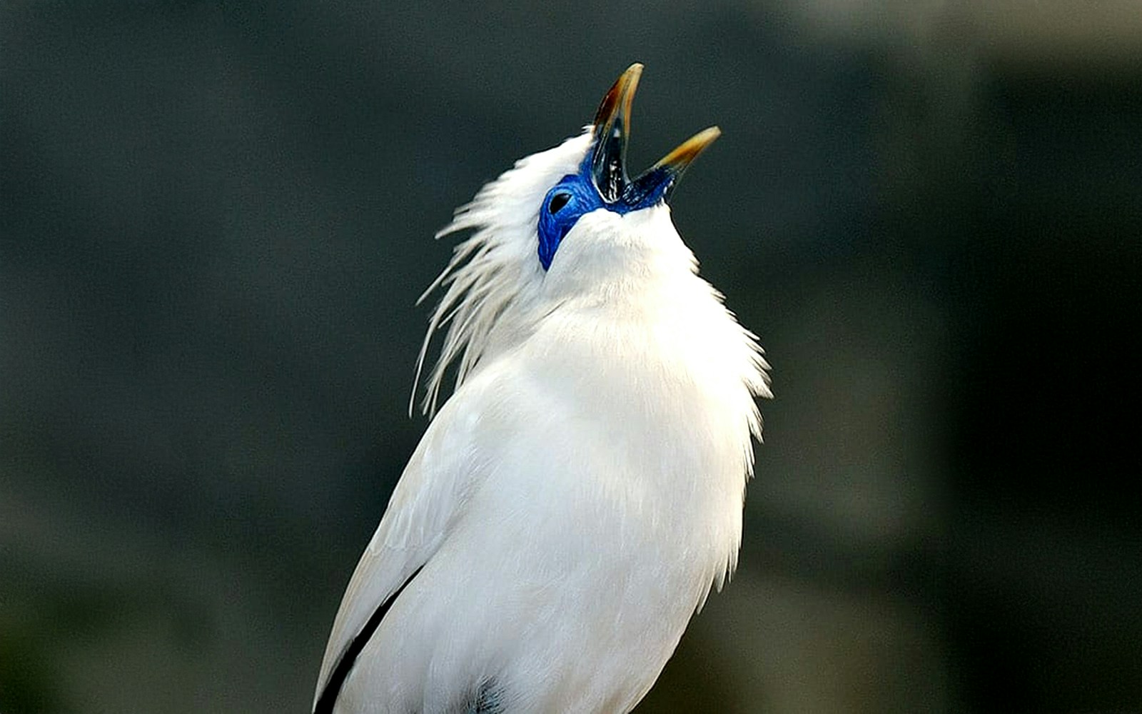 Bali Starling bird singing inside Rainforest house at Cologne Zoo.