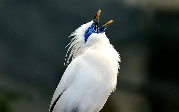 Bali Starling bird singing inside Rainforest house at Cologne Zoo.