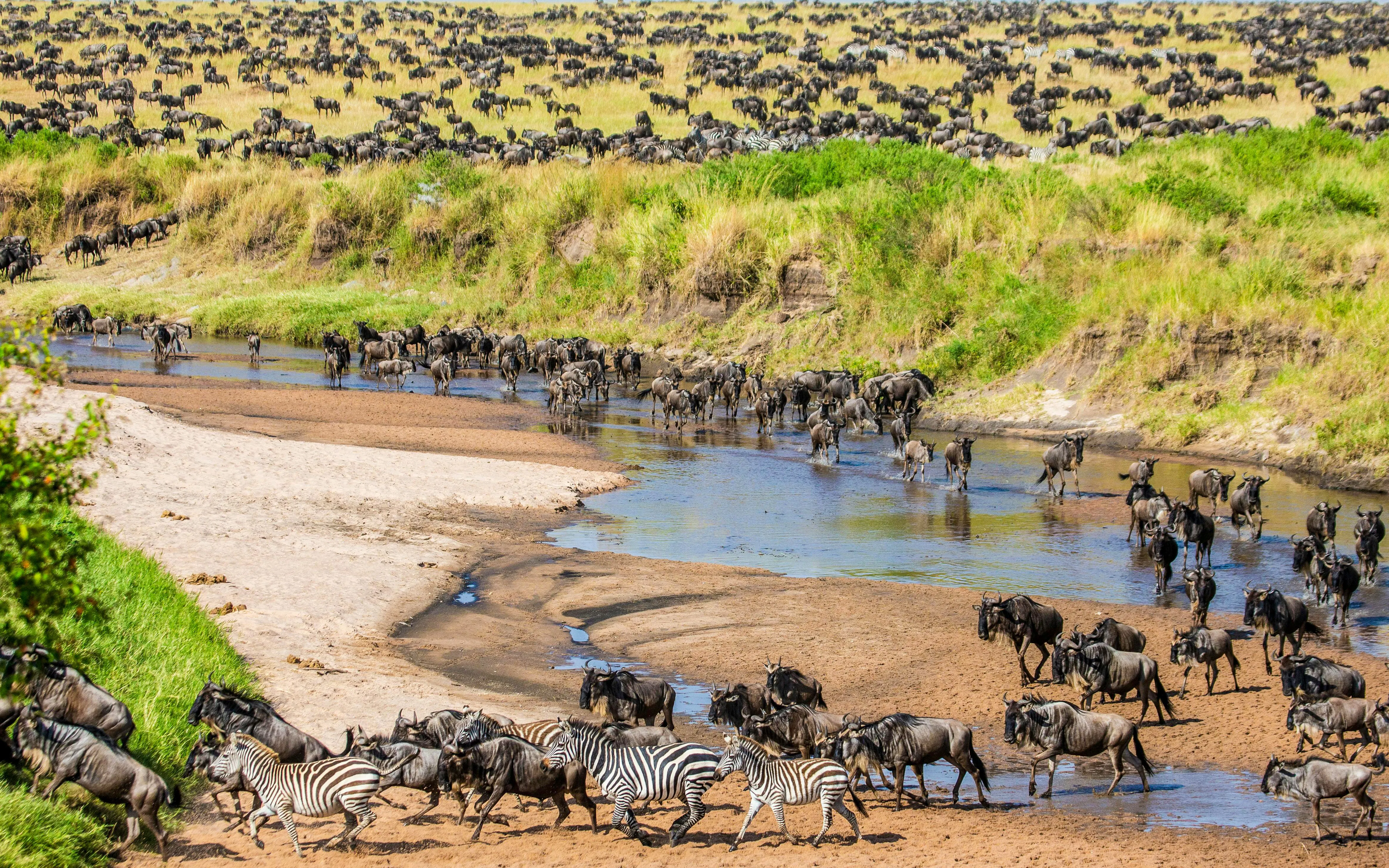 Wildebeest and zebras crossing a river during the Great Migration in Maasai Mara National Park, Kenya.