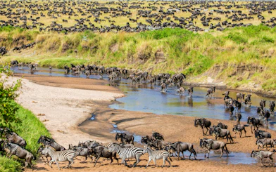 Wildebeest and zebras crossing a river during the Great Migration in Maasai Mara National Park, Kenya.