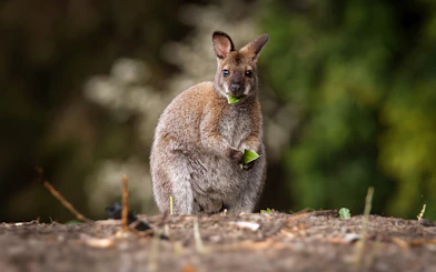Wallaby eating leaves in a natural setting.