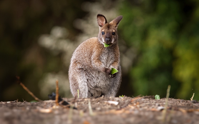 Wallaby eating leaves in a natural setting.