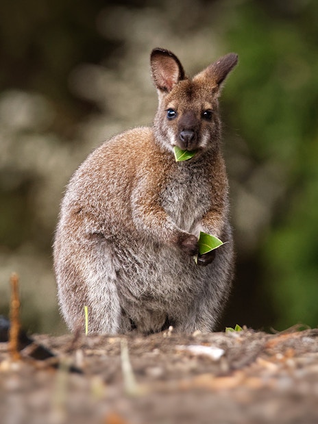 Wallaby eating leaves in a natural setting.