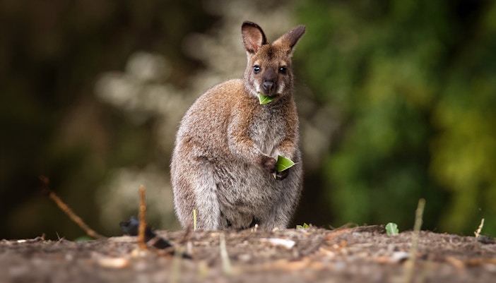 Spot More Australian Wildlife - Koala Conservation Reserve