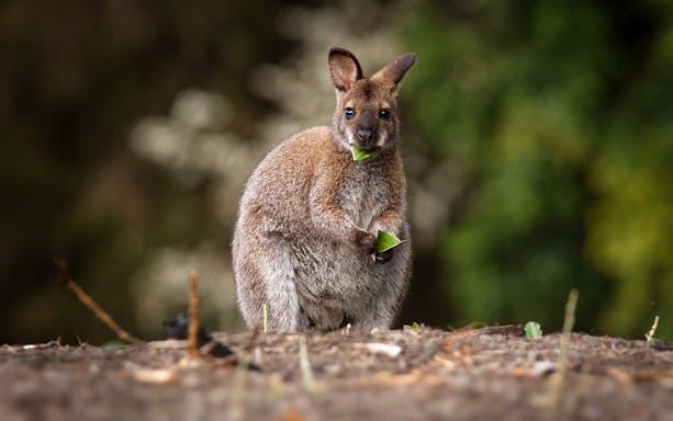 Wallaby eating leaves in a natural setting.