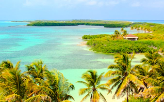 Tropical coastline with palm trees and turquoise waters in Cancun.