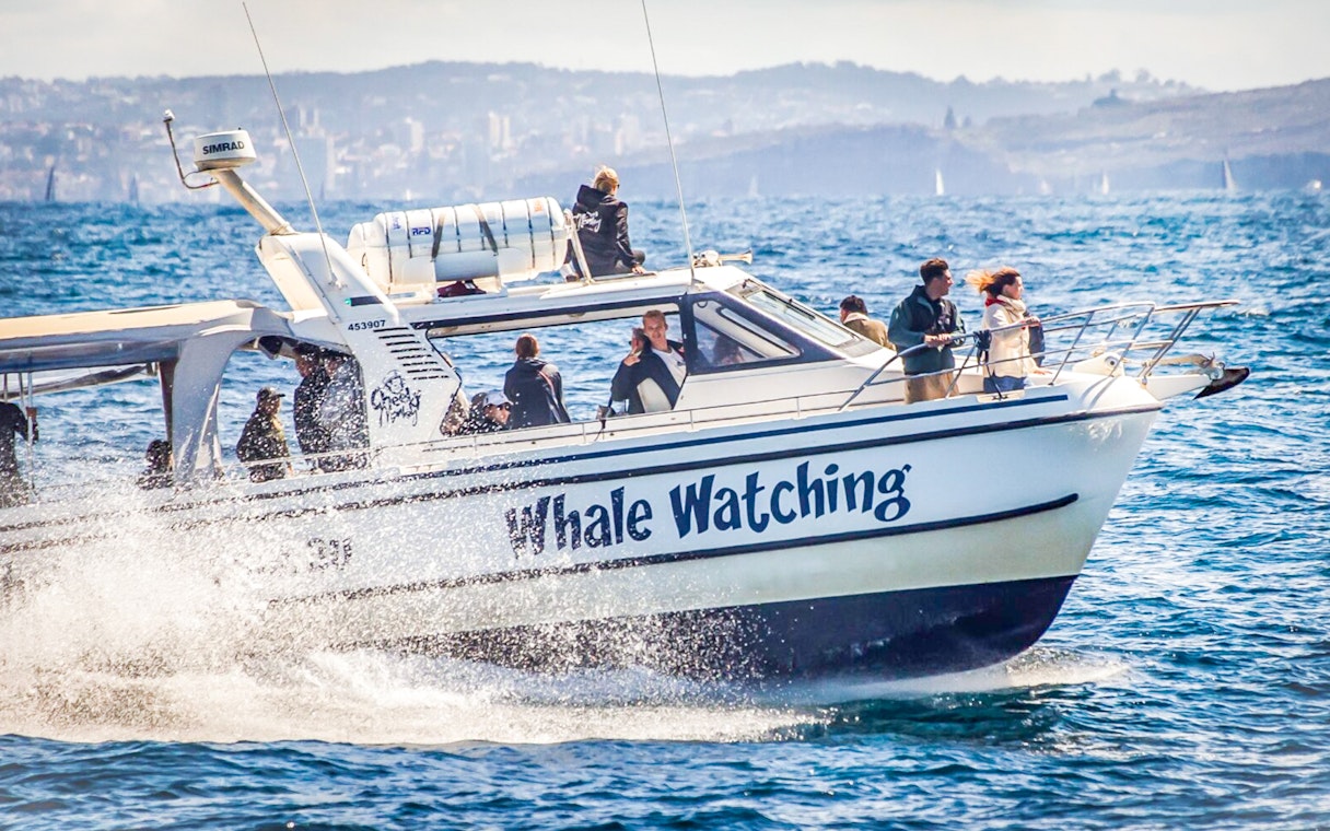 Whale watching boat with passengers in Sydney harbor.