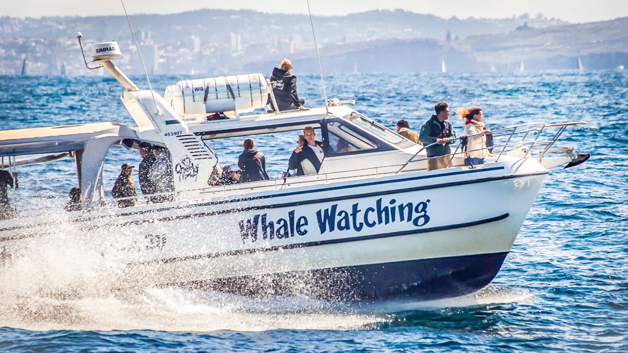 Whale watching boat with passengers in Sydney harbor.