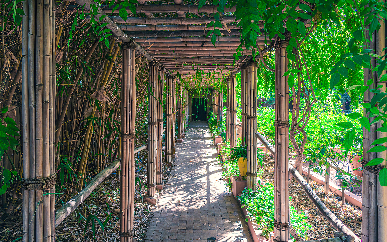Bamboo walkway surrounded by lush greenery in Jardin Majorelle, Marrakech.