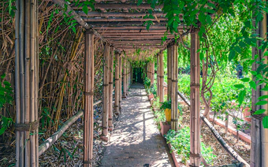 Bamboo walkway surrounded by lush greenery in Jardin Majorelle, Marrakech.