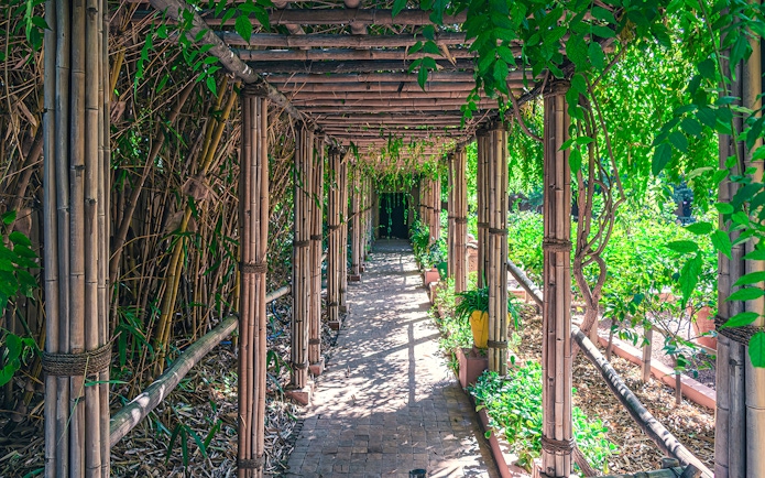 Bamboo walkway surrounded by lush greenery in Jardin Majorelle, Marrakech.