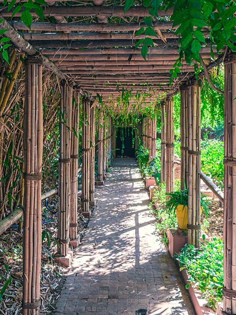 Bamboo walkway surrounded by lush greenery in Jardin Majorelle, Marrakech.