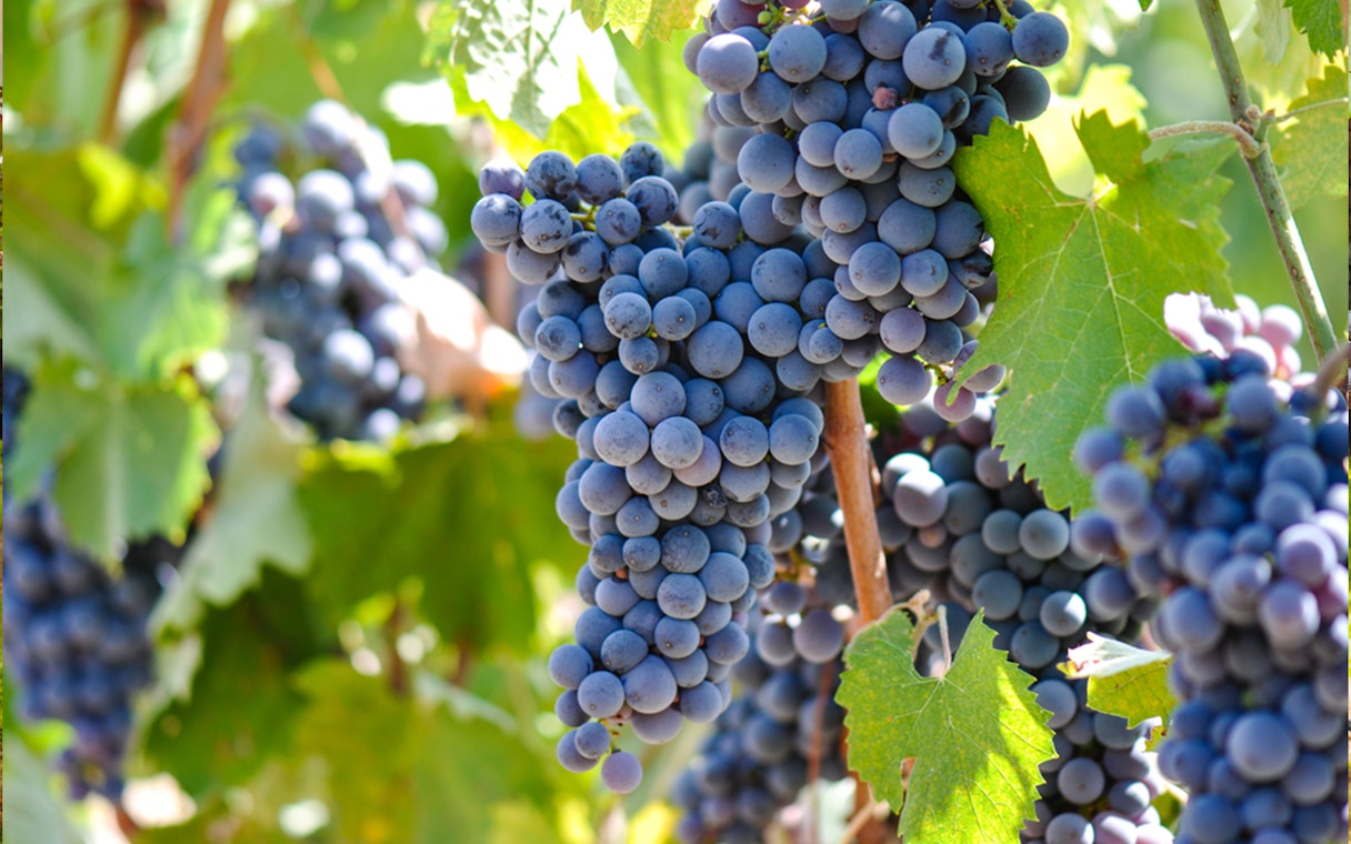 Grapes on a vine in the Chianti wine region, Tuscany.