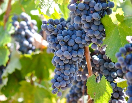 Vineyard - 12 Fascinating Facts On Mount Vesuvius