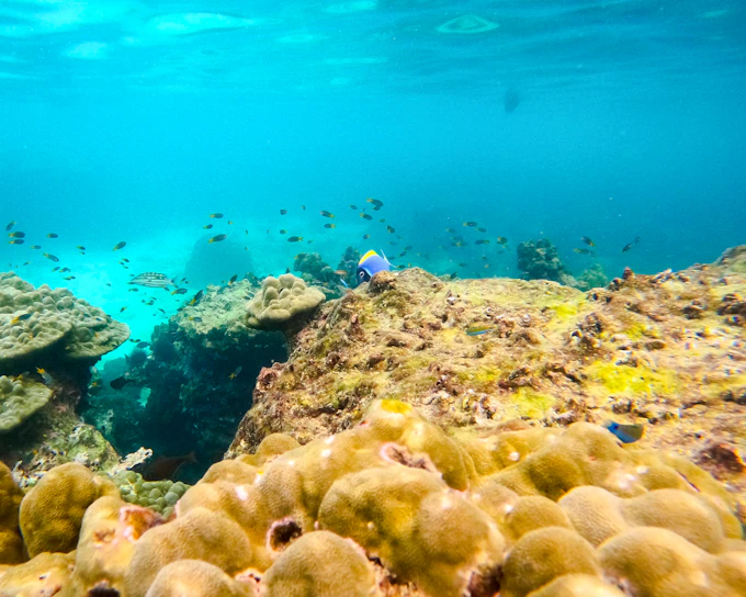 From Koh Lanta: Phi Phi Islands Day Trip with Private Longtail Boat Tour