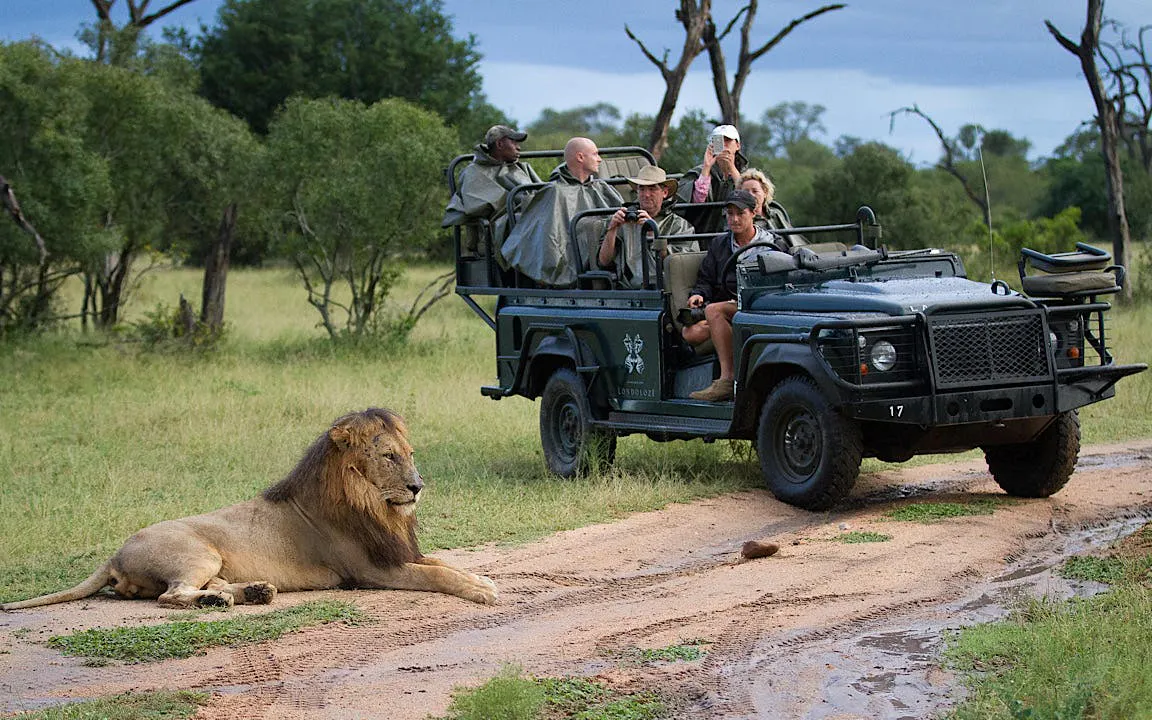 Sabi Sands Big 5 Safari and Cape Town Private Tours with Premium Accommodation, Internal Flights, and Transfers