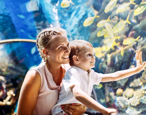 SEA LIFE Munich aquarium tunnel with diverse marine life swimming overhead