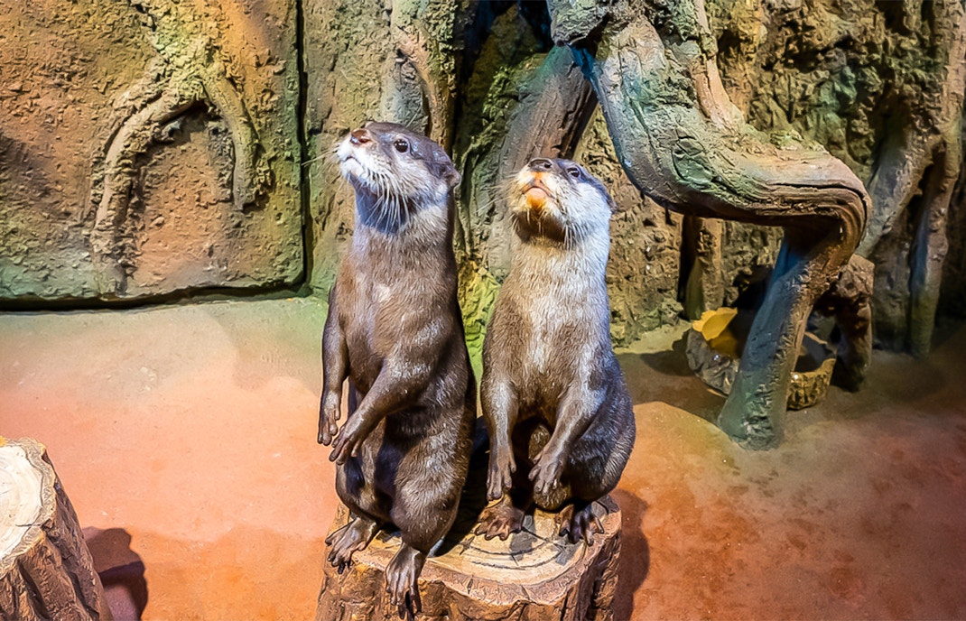 Dubai Aquarium & Underwater Zoo Tickets