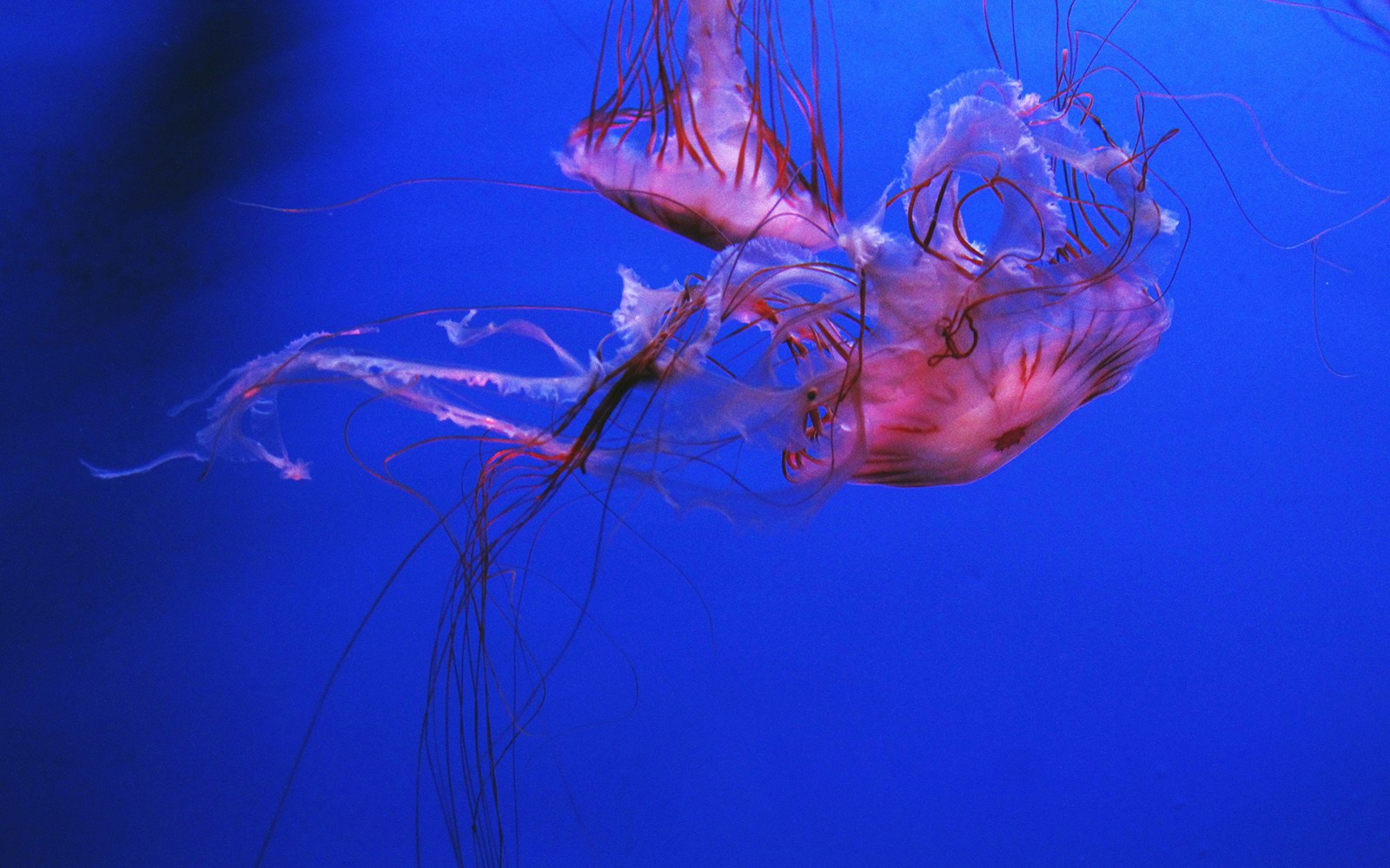 Genoa aquarium interior with diverse marine life exhibits and visitors exploring.