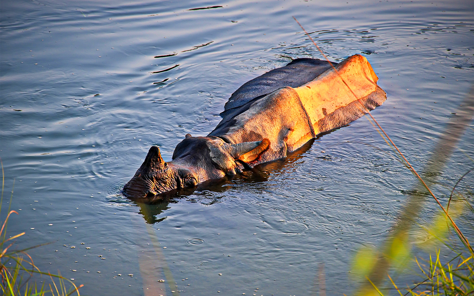 Chessington World of Adventures Resort Chessington Savannah Splash Pool & Gym