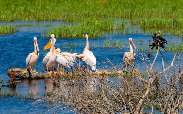 Pelicans and cormorants on a log in the Danube Delta wetlands.